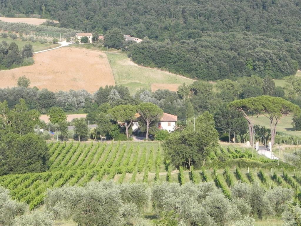 Tenuta Pizzogallo Amelia Zimmer foto